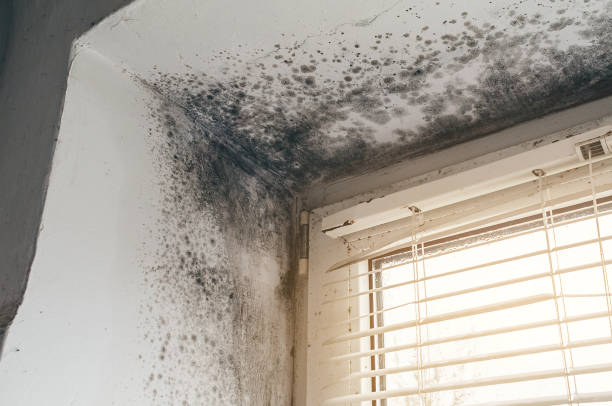 Affordable Mold Inspection And Testing solutions in Marblehead, MA
